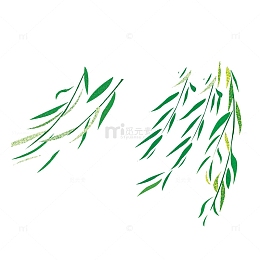 翠绿的柳条PNG格式