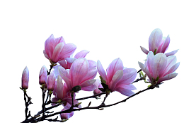 紫色带香味茂盛的玉兰花瓣实物