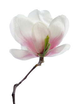 粉白色带香味喜光的玉兰花瓣实物