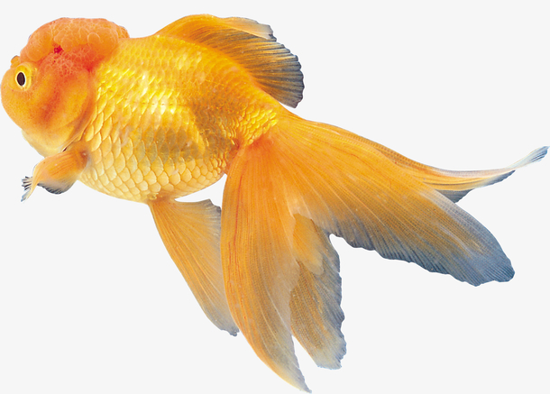 高清金鱼素材