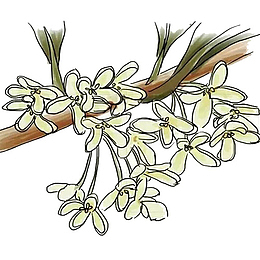 手绘桂花