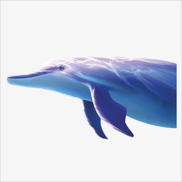 海豚素材免费下载_觅元素