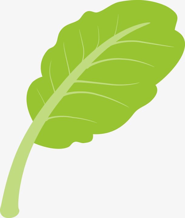 关键词 : 小萝卜叶,萝卜叶子,烂萝卜叶,萝卜叶手绘,卷心萝卜叶,新鲜