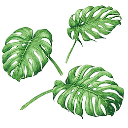 手绘北欧风绿色叶子