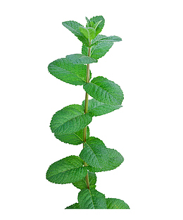 绿色椒薄荷