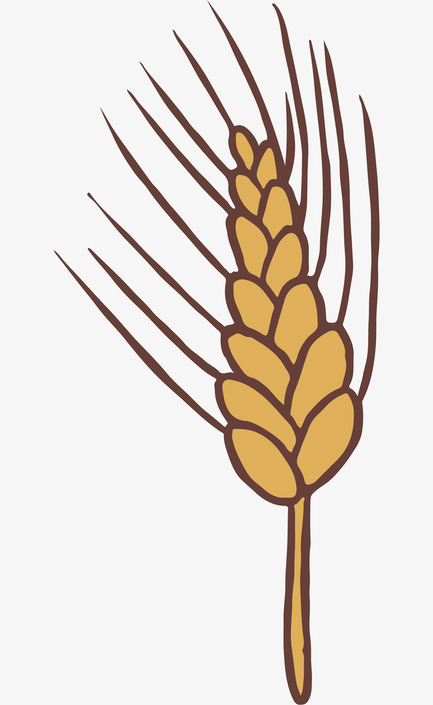 卡通手绘黄色的麦穗