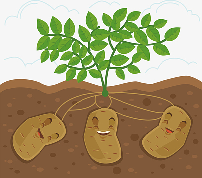 三个土豆和土豆苗