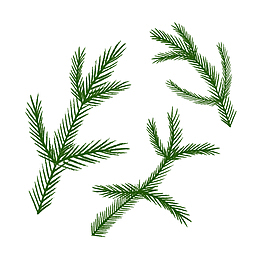 三条手绘的绿色松针