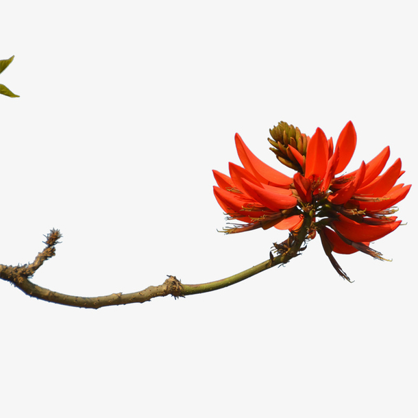 红色刺桐花png
