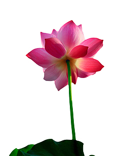 红色纯洁的嫩嫩的水芙蓉实物