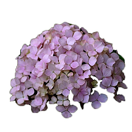 淡紫色绣球花