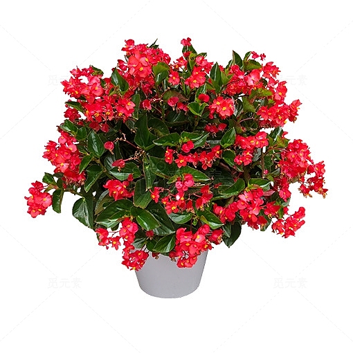红色花瓣植物元素