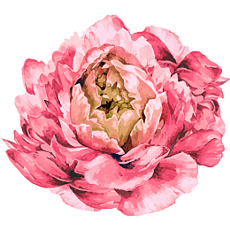 粉色牡丹水彩插画