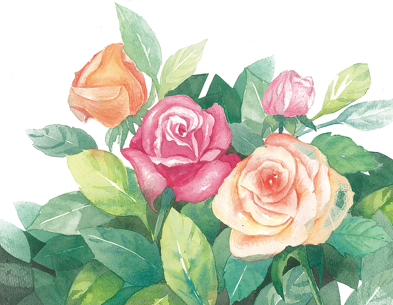 彩绘玫瑰花花卉元素