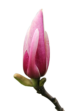 四季三月花园植物红玉兰花儿