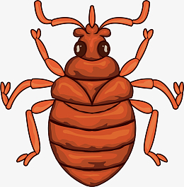 俯视甲壳昆虫触角