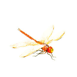 红色蜻蜓