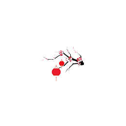粉色梅花和灯笼