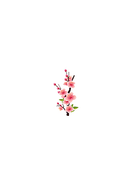 粉色的梅花梅花