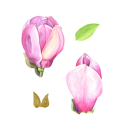 红色带香味玉兰花瓣和叶子黄叶手