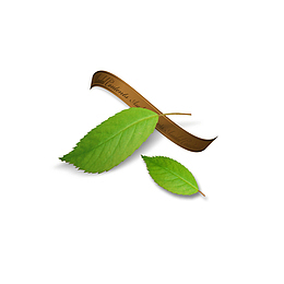 两片翠绿色的树叶和丝带