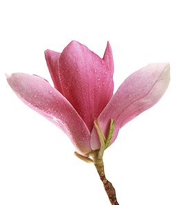 红色带香味和水滴的玉兰花瓣实物