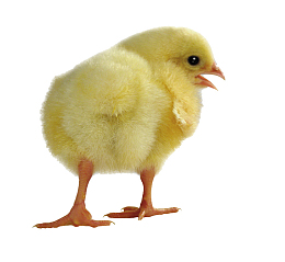 小鸡
