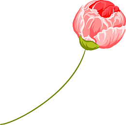 粉红色手绘牡丹花