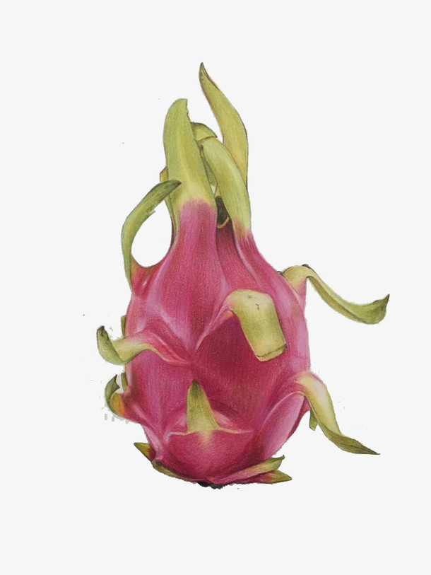 红色的火龙果免抠素材