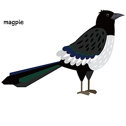 黑白喜鹊的矢量手绘