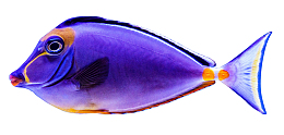 orange and blue fish