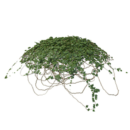 球状绿色藤蔓垂吊植物