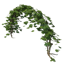 多个绿色叶子垂吊植物