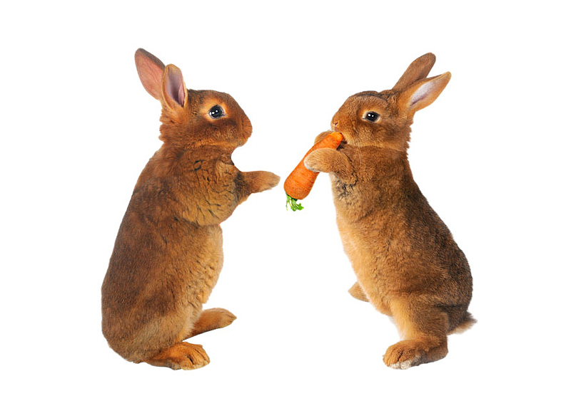 吃胡萝卜的兔子