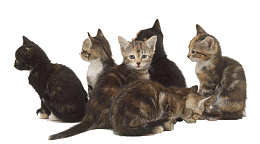 实物一群小猫