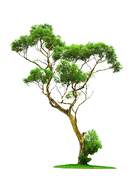绿色大树草地装饰图案