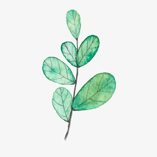 一根手绘的水彩枝叶
