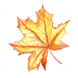 手绘水彩中秋金黄枫叶PSD装饰