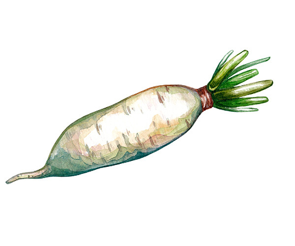 水彩手绘蔬菜白萝卜