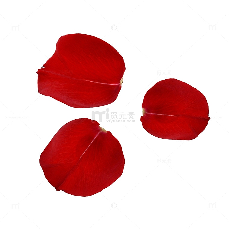 七夕节红色玫瑰花瓣