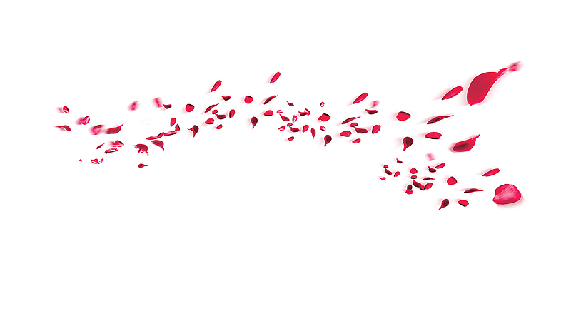 红色的飞溅的花瓣碎片免抠图