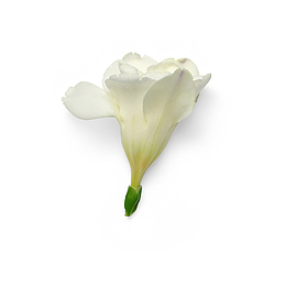 清香自然植物枝叶花瓣