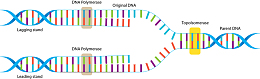 双螺旋细分矢量DNA