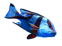海洋小鱼 blue and red