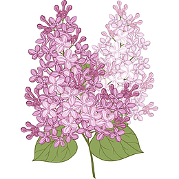手绘两簇紫丁香花朵免抠