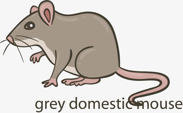 矢量图一只可爱小老鼠