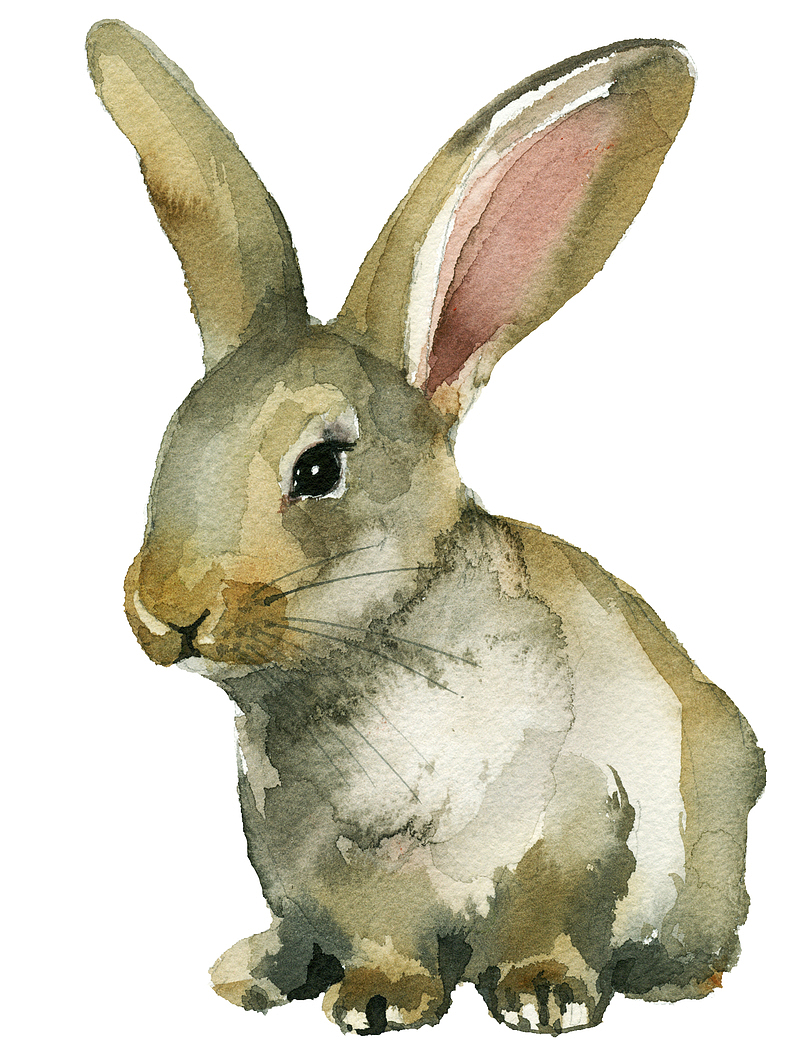 手绘可爱的小兔子