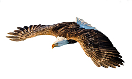 老鹰-天空动物统治者