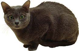 卡通抬头看的小猫png