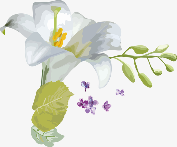 百合花边框百合花卡通